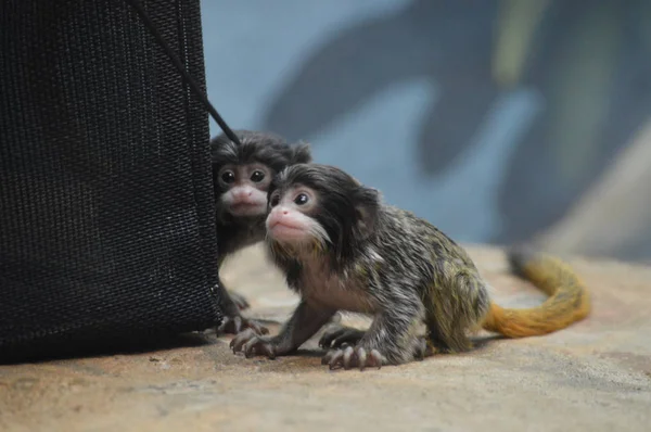 Emperor Tamarin yakın çekim