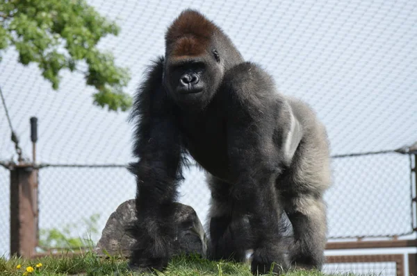 Yaz aylarında açık havada batı ova goril