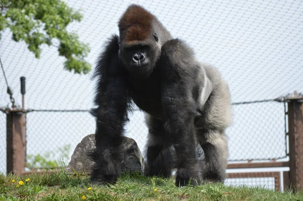 Yaz aylarında açık havada batı ova goril