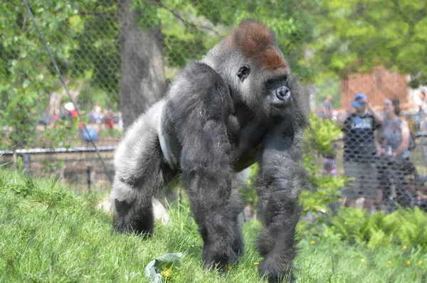 Gorila Nížinná Venku Létě — Stock fotografie