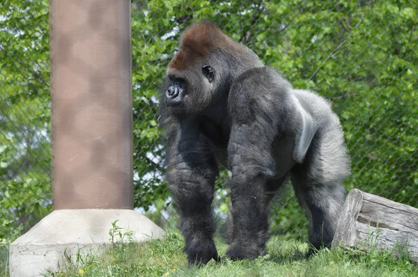 Yaz aylarında açık havada batı ova goril