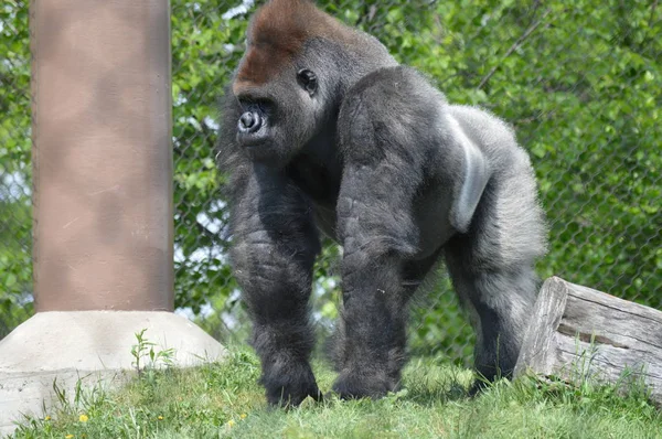 Westlicher Flachlandgorilla Sommer Freien — Stockfoto