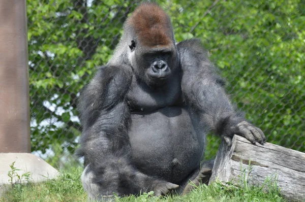 Gorila Planície Ocidental Livre Durante Verão — Fotografia de Stock