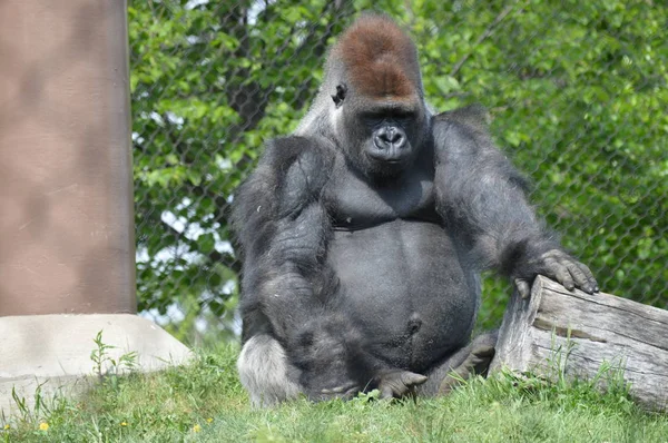 Västlig Låglandsgorilla Utomhus Sommaren — Stockfoto