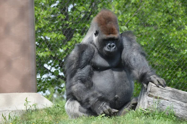 Westlicher Flachlandgorilla Sommer Freien — Stockfoto