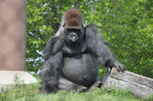 Yaz aylarında açık havada batı ova goril