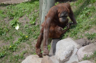 Açık havada orangutan.