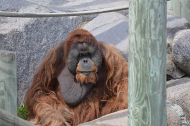 Açık havada erkek orangutan