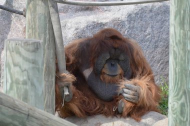 Açık havada erkek orangutan