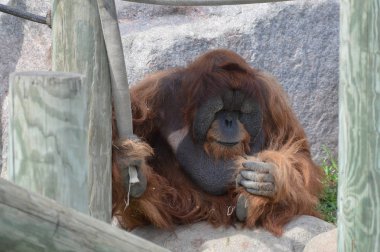 Açık havada erkek orangutan