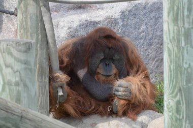 Açık havada erkek orangutan