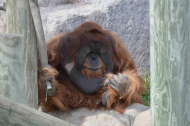 Açık havada erkek orangutan