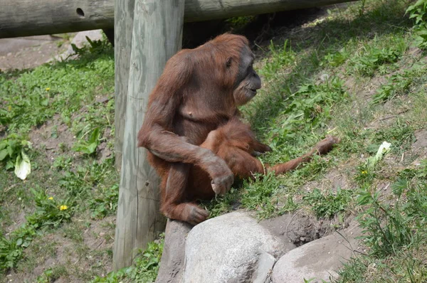 Orangotango Livre — Fotografia de Stock