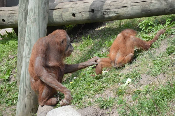 Orangutan Plenerze — Zdjęcie stockowe