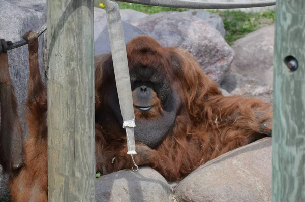 Mężczyzna Orangutan Plenerze — Zdjęcie stockowe