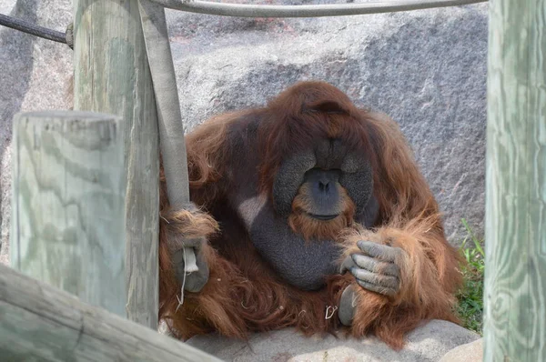 Férfi Orangután Szabadban — Stock Fotó