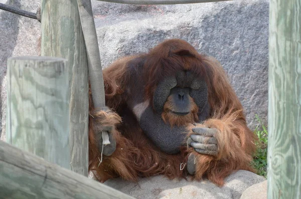 Férfi Orangután Szabadban — Stock Fotó