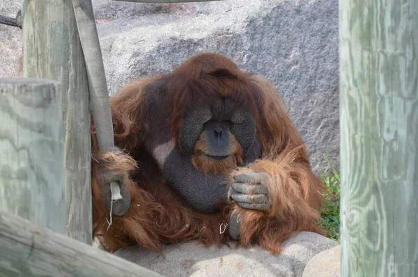 Açık havada erkek orangutan