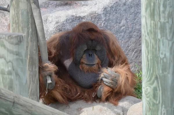 Açık havada erkek orangutan