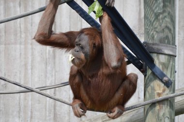 Açık havada orangutan.