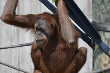 Açık havada orangutan.