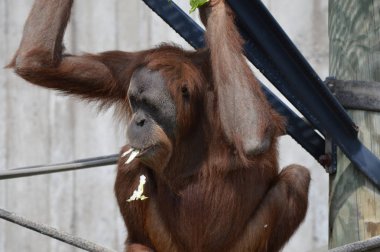 Açık havada orangutan.