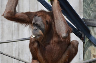 Açık havada orangutan.