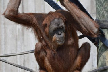 Açık havada orangutan.
