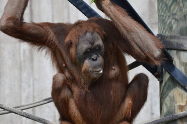 Açık havada orangutan.