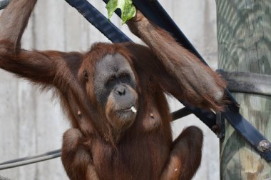Açık havada orangutan.