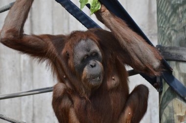 Açık havada orangutan.