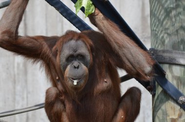 Açık havada orangutan.