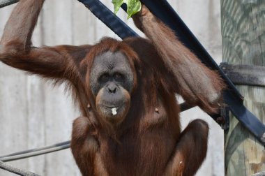 Açık havada orangutan.