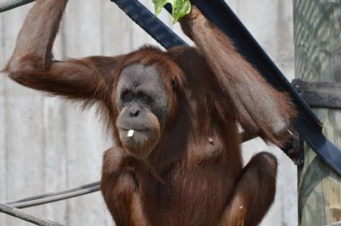 Açık havada orangutan.