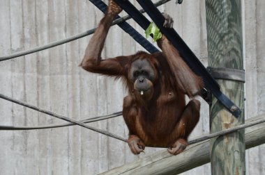Açık havada orangutan.