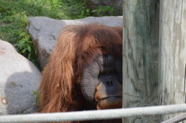 Açık havada erkek orangutan