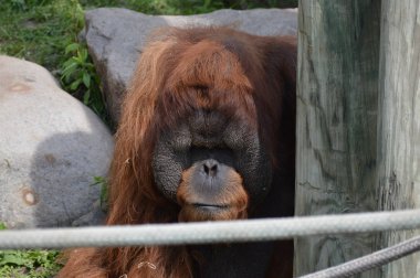 Açık havada erkek orangutan