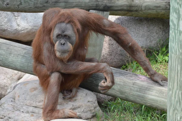 Orangután Aire Libre —  Fotos de Stock