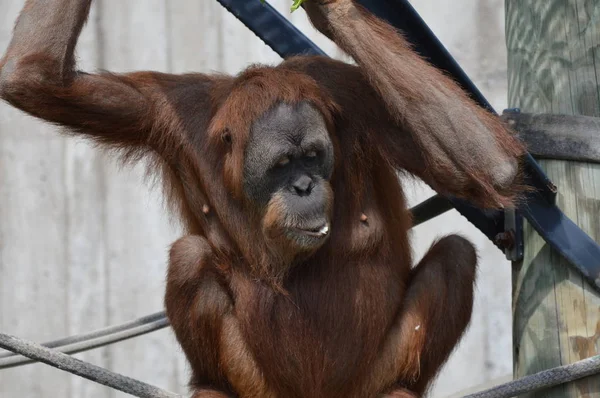 Açık havada orangutan.