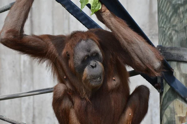 Açık havada orangutan.