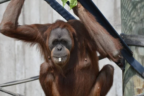 Açık havada orangutan.