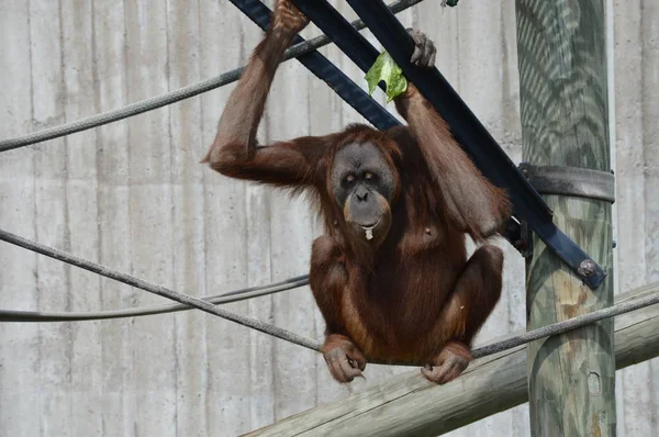 Orang Utan Plein Air — Photo