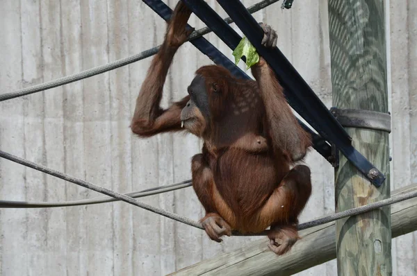 Açık havada orangutan.