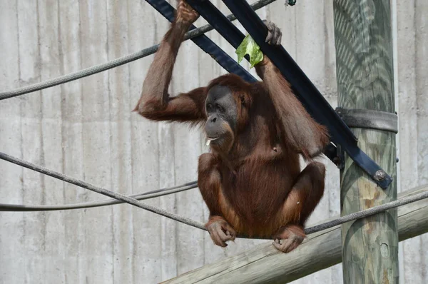 Açık havada orangutan.