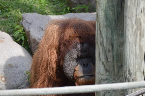 Açık havada erkek orangutan