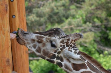 Zürafa, bir beslenme Merkezi