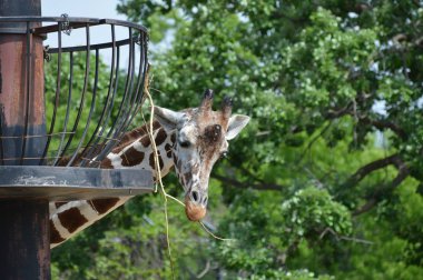Zürafa, bir beslenme Merkezi