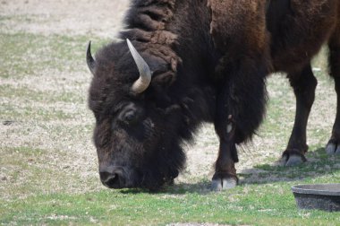 Yaz aylarında açık havada Bison