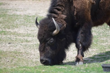 Yaz aylarında açık havada Bison