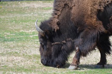 Yaz aylarında açık havada Bison